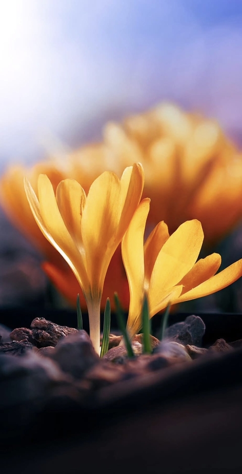 Flower, Petal, Yellow