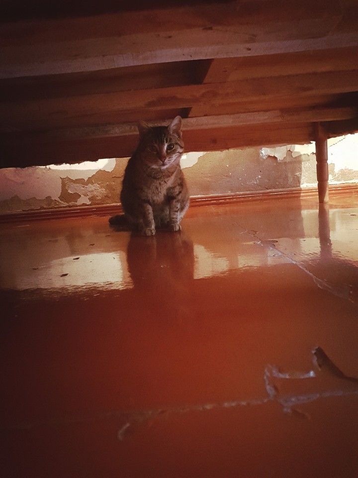 my cat