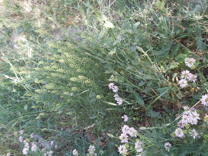 Nature