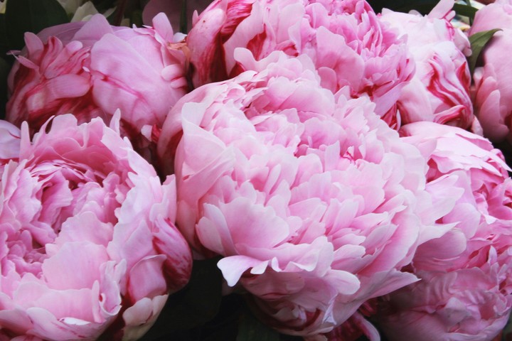 peony