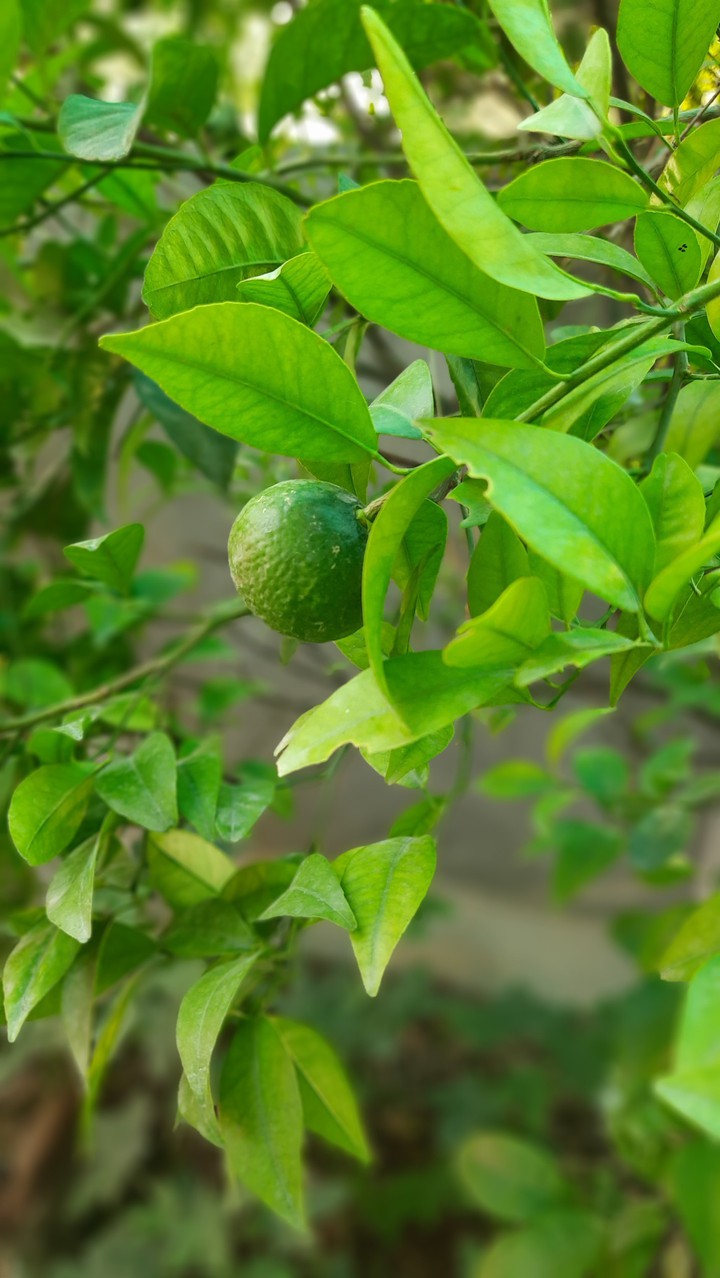 lemon