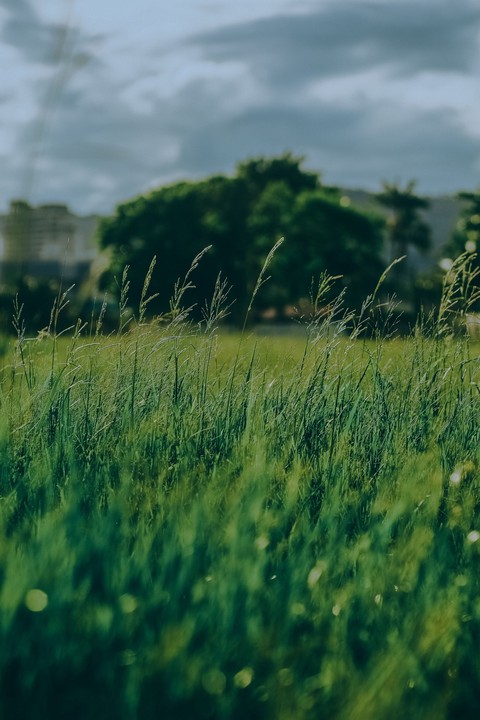 hình nền prairie, steppe