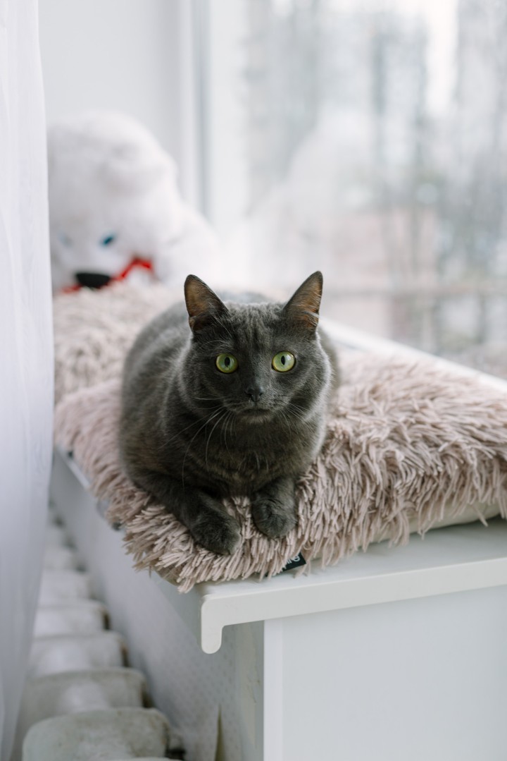 grey cat