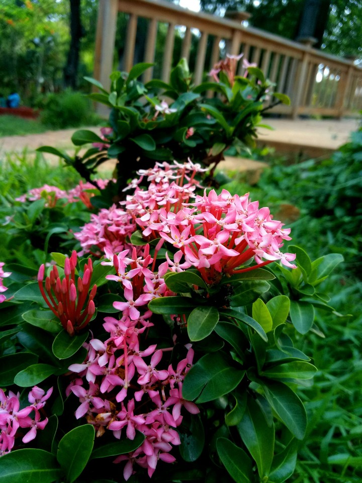Flowers