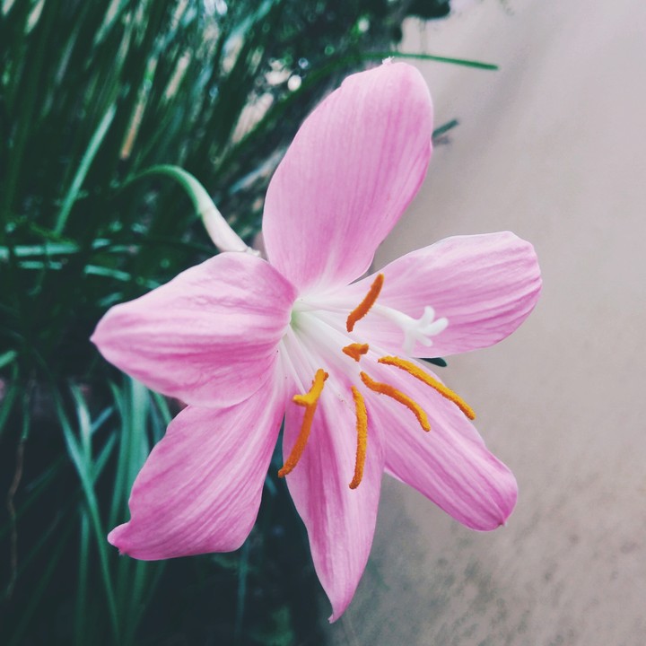 lilly