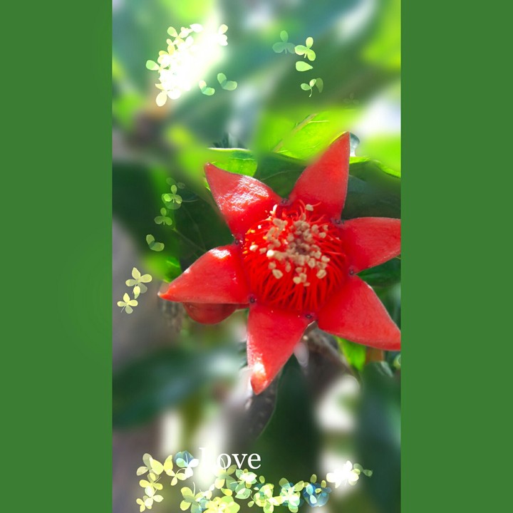 flowers  love