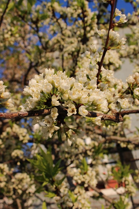 flower, spring Hintergrundbilder