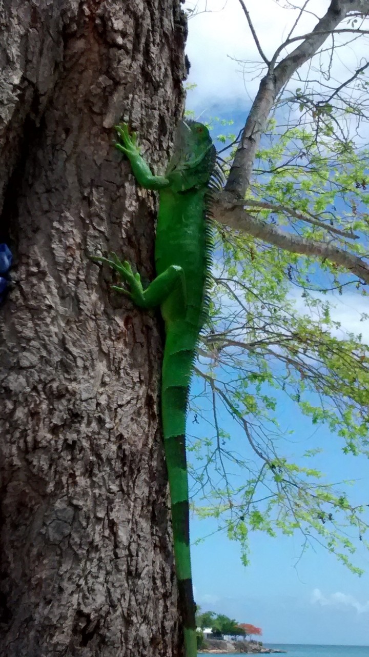 Iguana