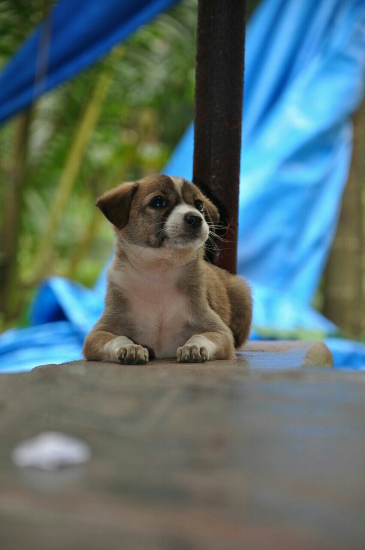 #dog