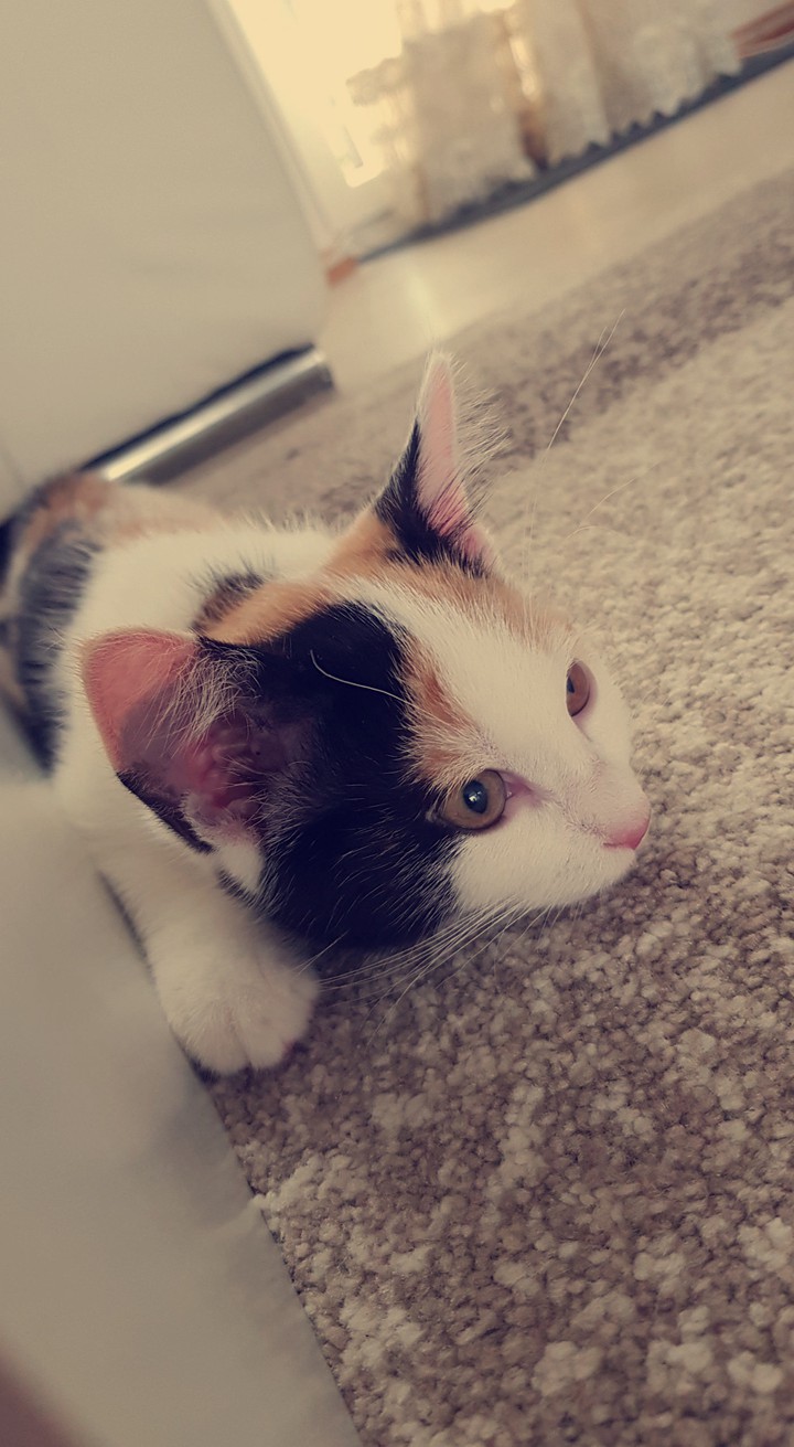 cat