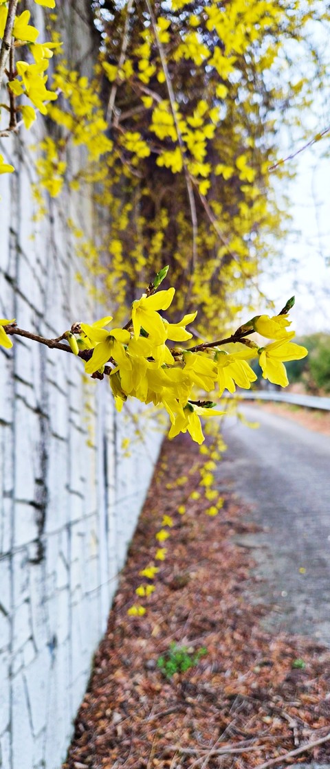 ταπετσαρίες spring, twig