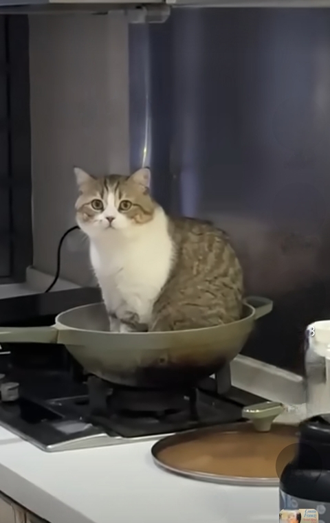 고양이, 음식 배경화면