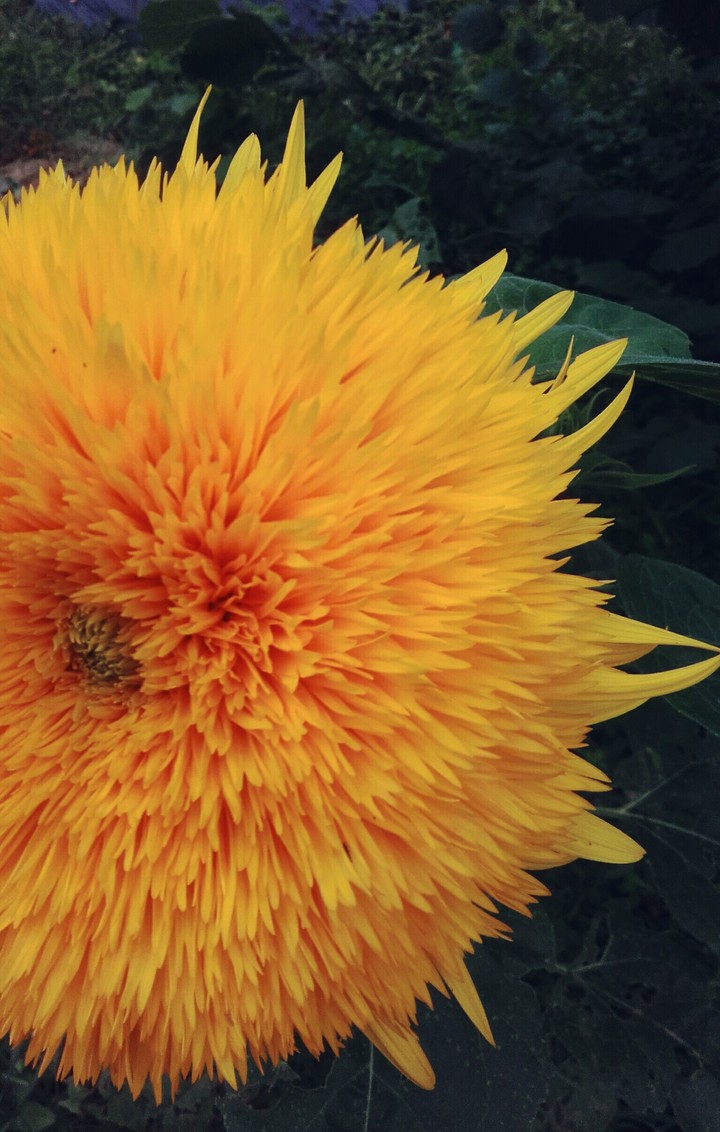 American Sunflower