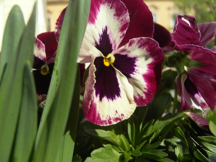 Day-night flower
