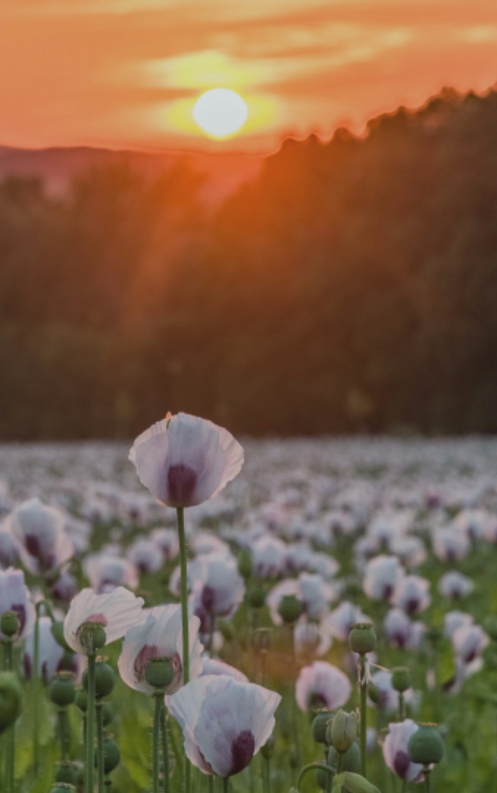 pôr do sol