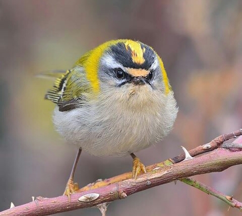 The Bird