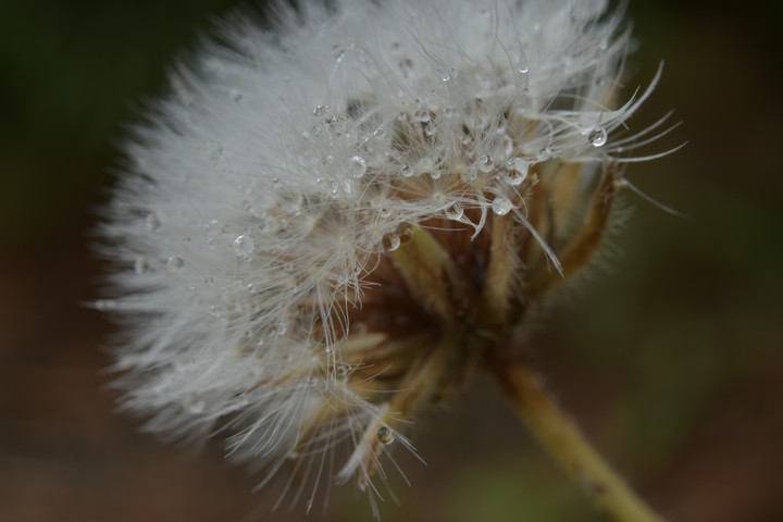 rain drops