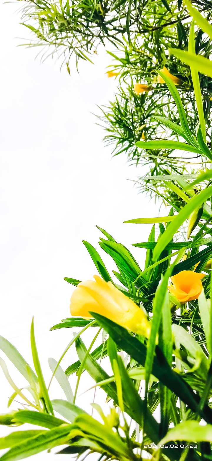 flowers