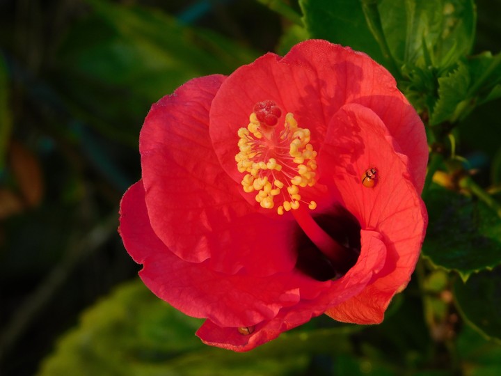 Beautiful Hibiscus Flower