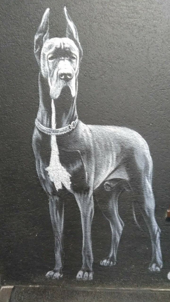 животное