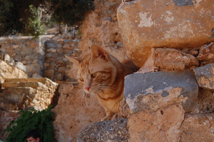 Cat on a wall