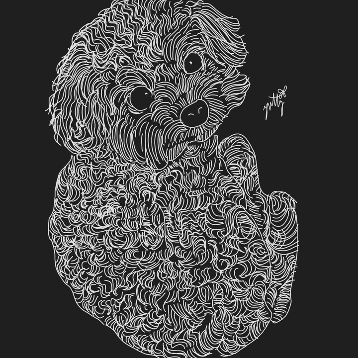 toypoodles