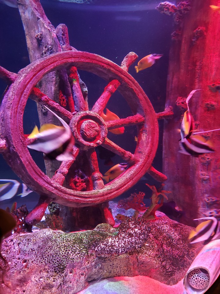Fish
