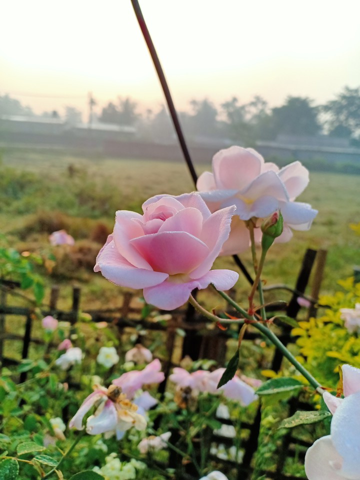 morning glory ❤
