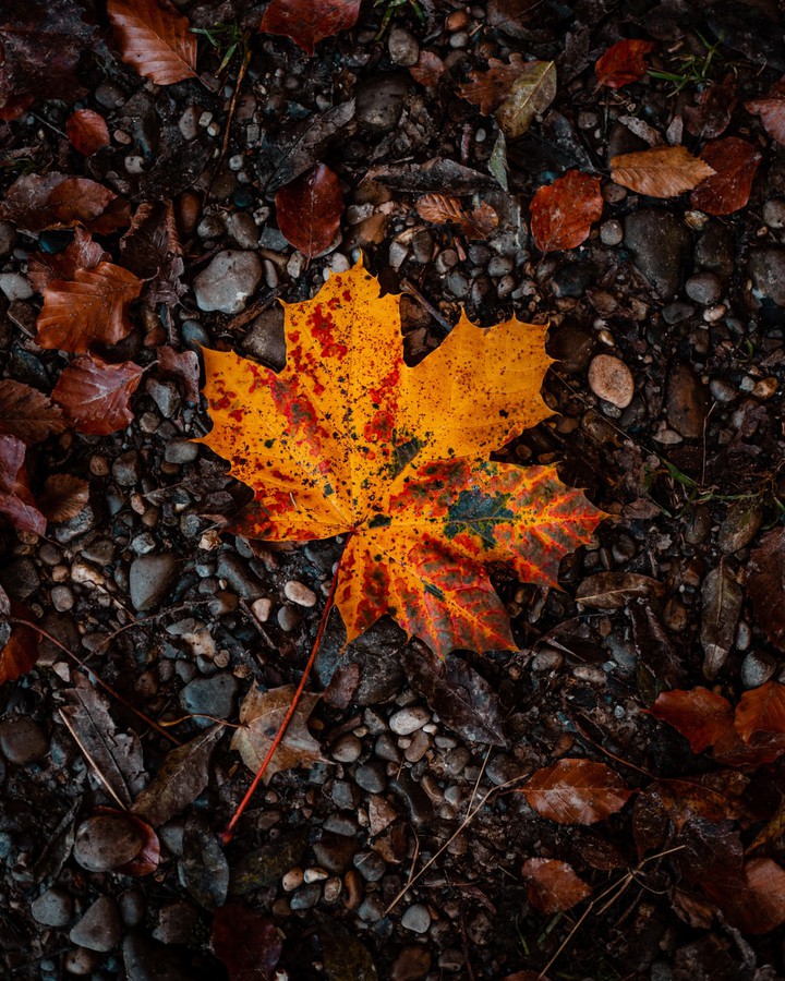 Autumn