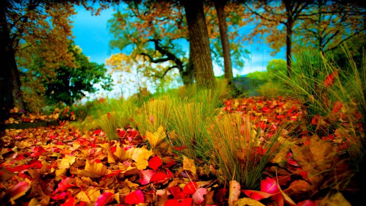 the beauty of nature