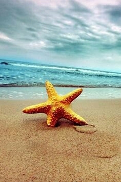 starfish