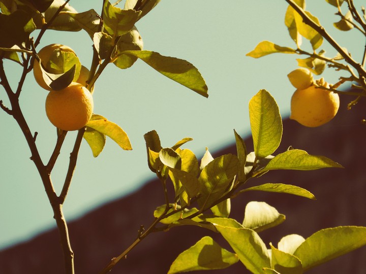 Lemon