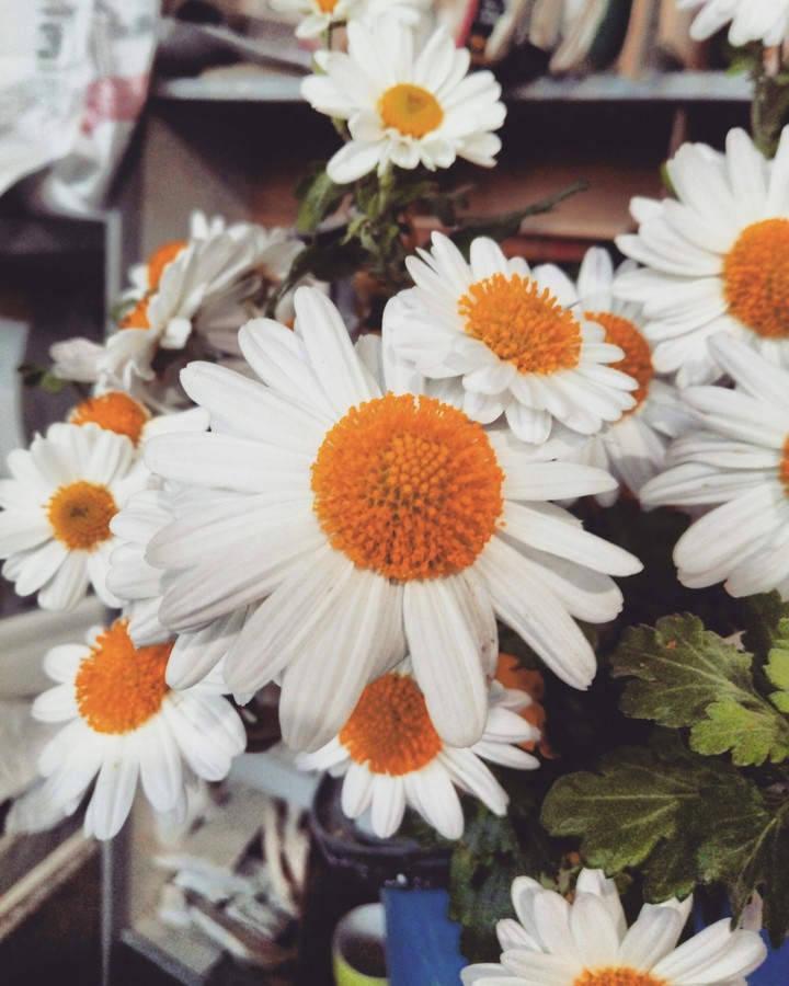 flower