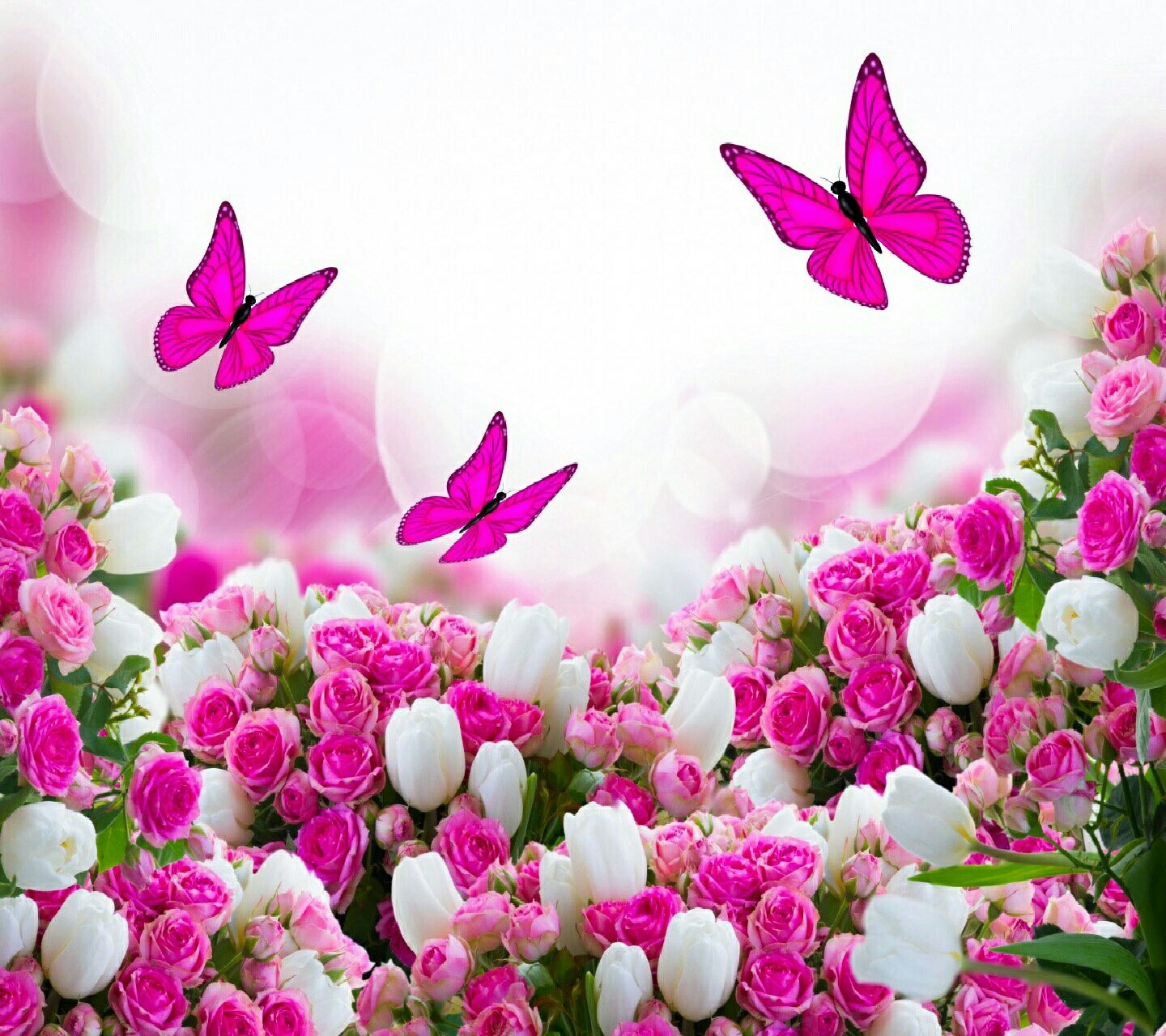 Wow ! pink butterflies