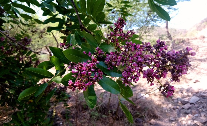 HUIJUL Y FLORES MORADAS, SAN LORENZO, GRO.