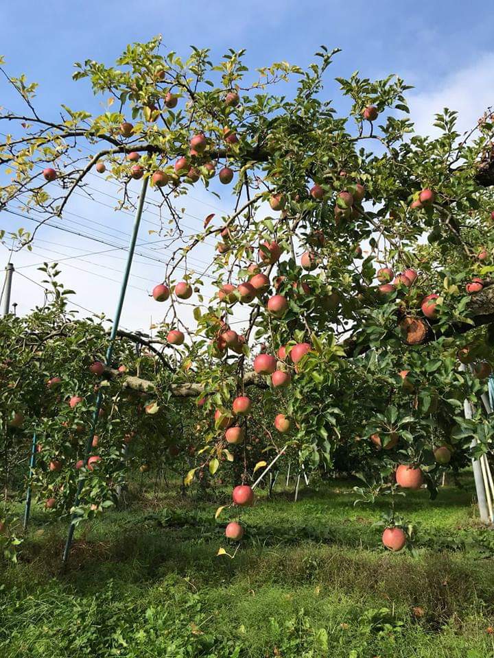 apples