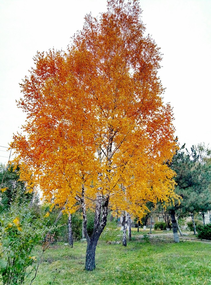 Осень1
