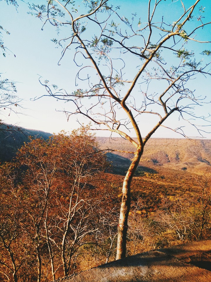 tree