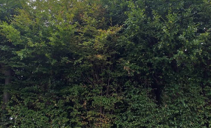 Hecke