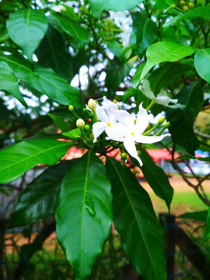 flower