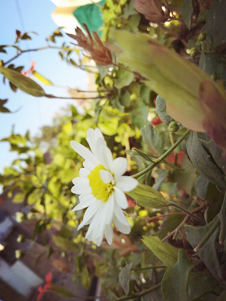 flower