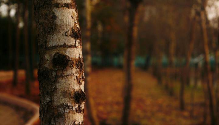 evening tree