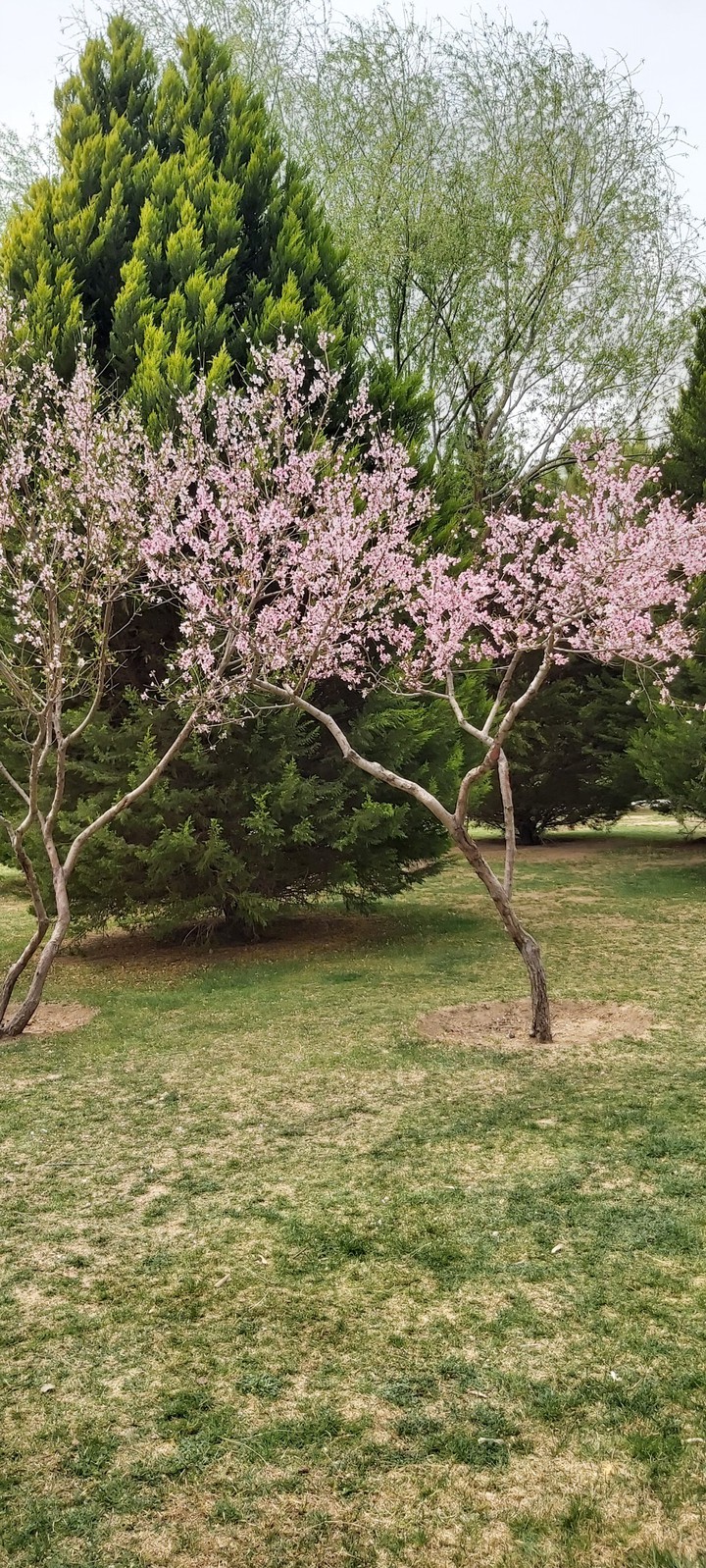 spring in iran