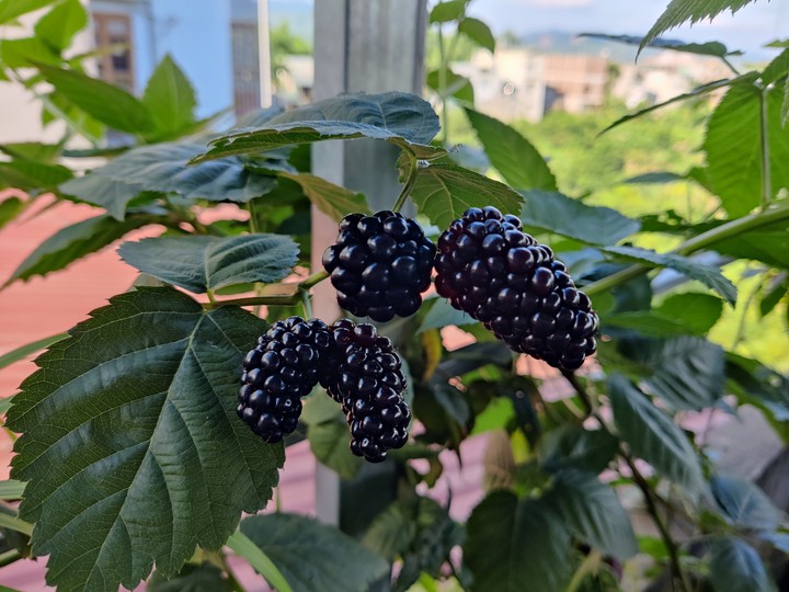 BlackBerry