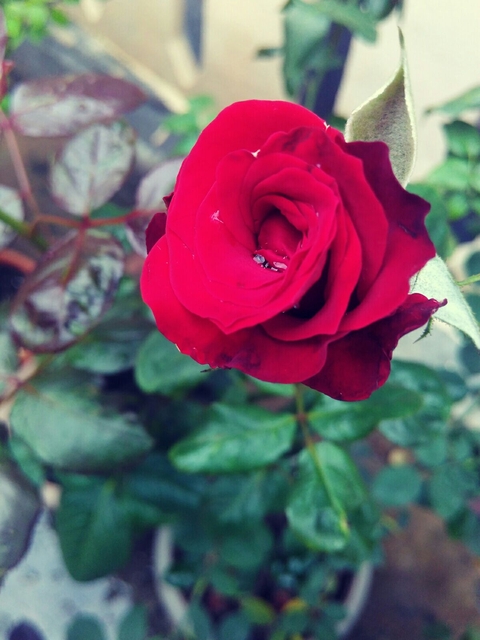 deepred, garden háttérképek