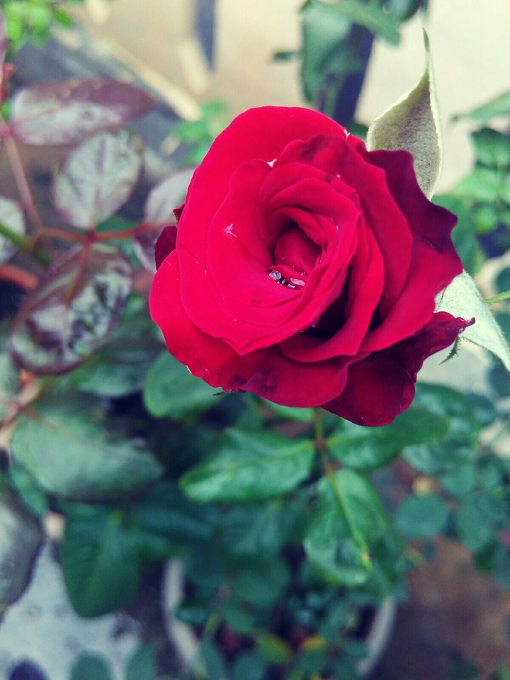 ♡