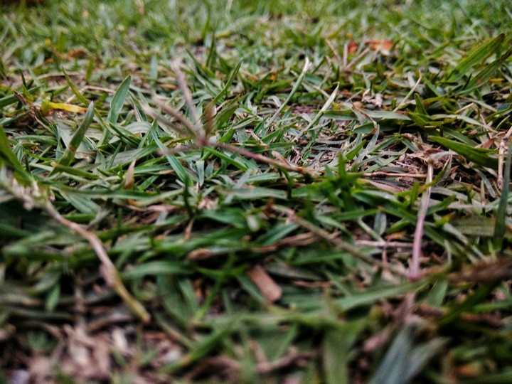 Grass