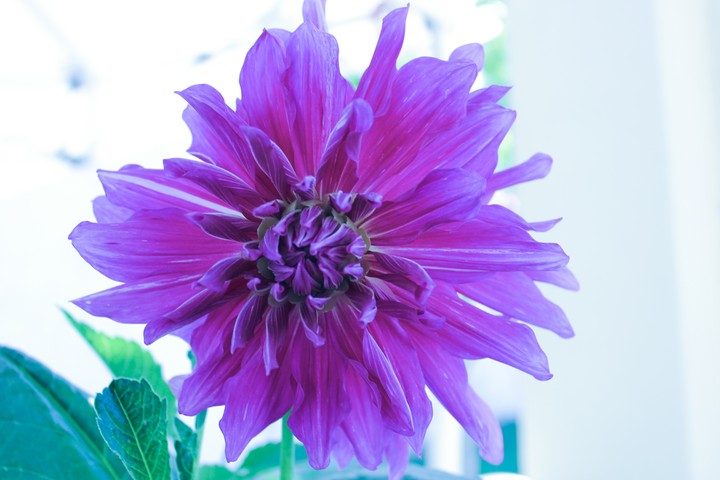 violet dahlia