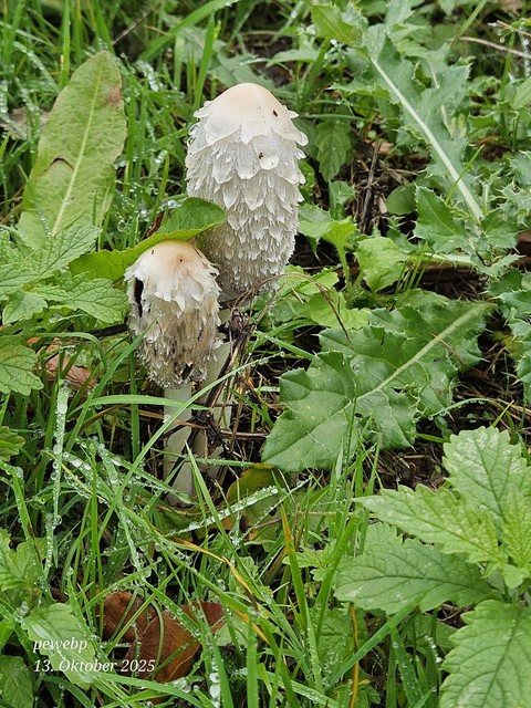 tapety fungus, phallales