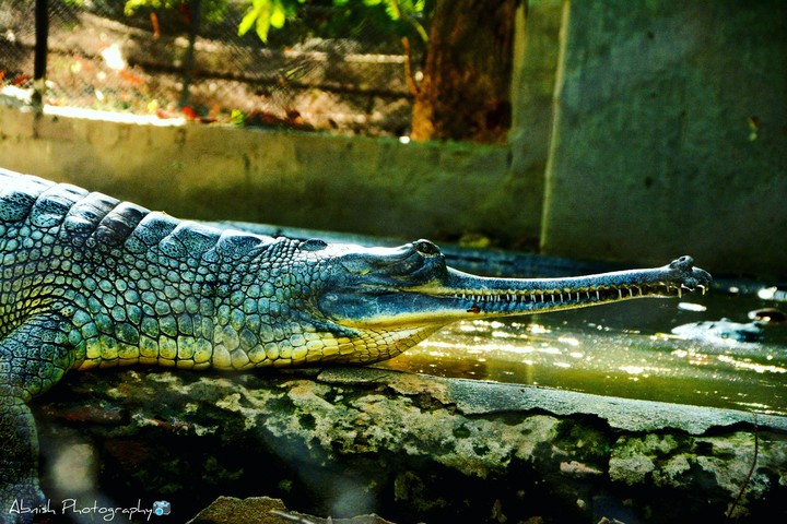 Crocodile
